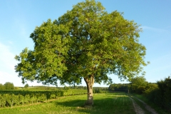 P1000806